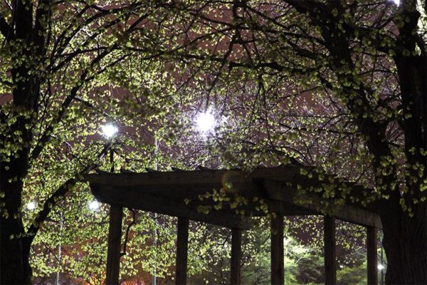 Tree buds at night