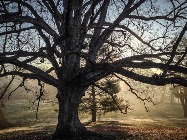 Reevesland Oak at Bluemont Park by Ddimick (photo taken with iPhone 4S) Reevesland Oak at Bluemont Park by Ddimick (photo taken with iPhone 4S)