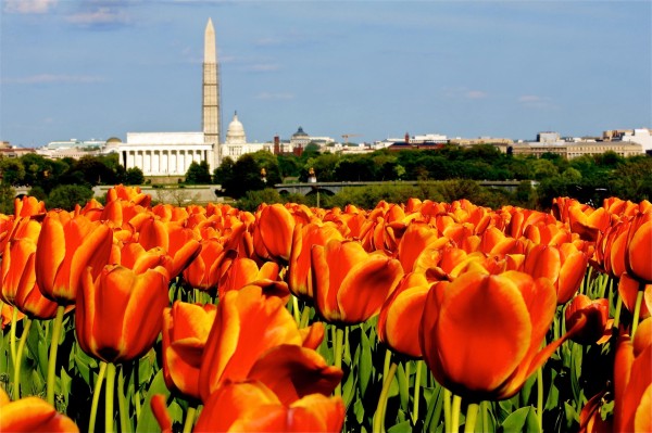 Tulips by the Netherlands Carillon (photo by Wolfkann)