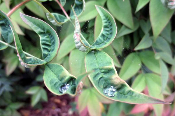 Drops of water on leaves by CG Liacouras