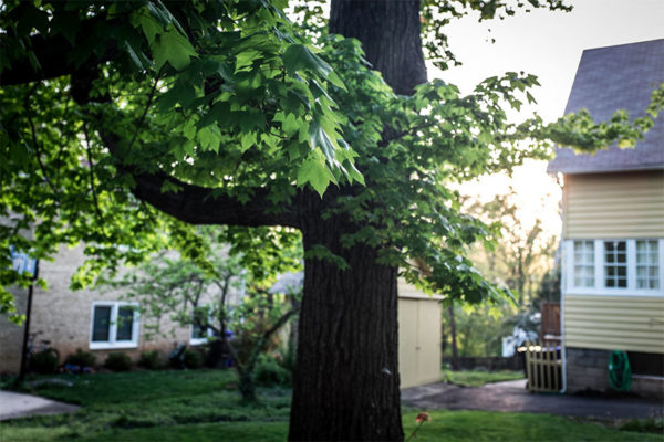 A tree in Barcroft by ddimick