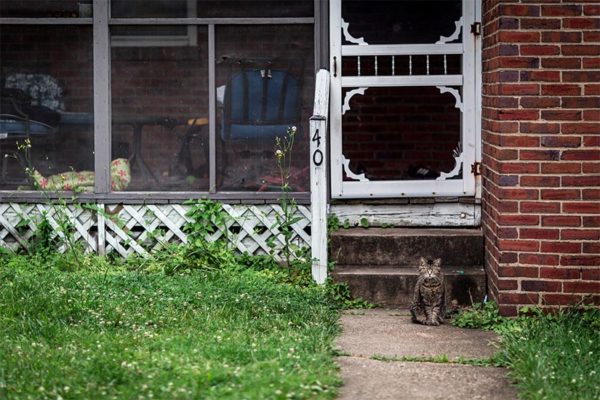 Cat in the 'hood (Flickr pool photo by Ddimick)