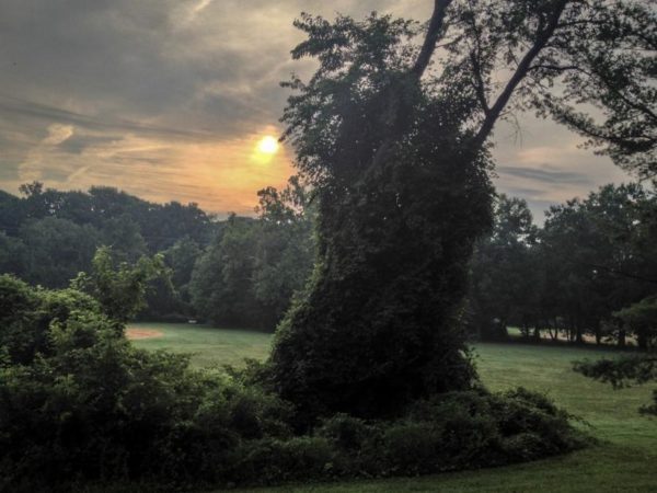 Tree in Bluemont Park covered in Kudzu (photo by Dennis Dimick)