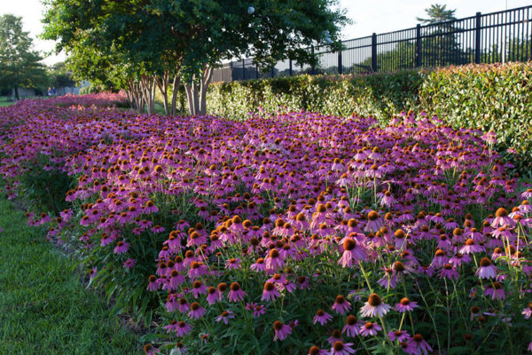 Flowers on the grounds of the Pentagon (Flickr pool photo by Eschweik)