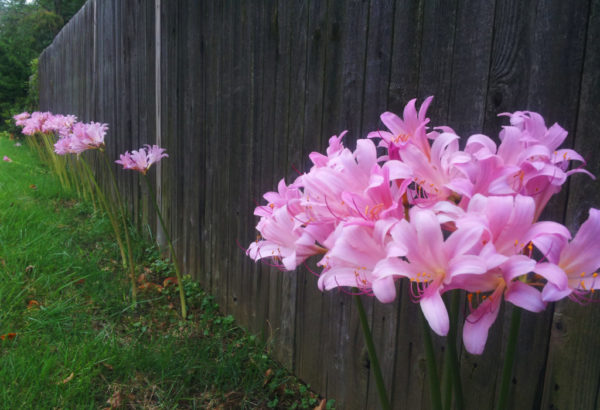 Lilies in Waycroft-Woodlawn